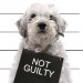 Not guilty at all
